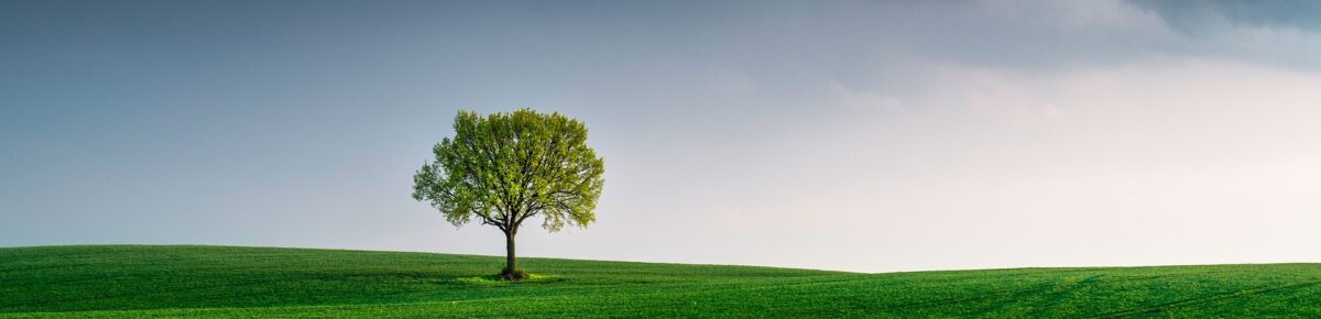 How Accountancy Firms Can Help Companies Achieve Net Zero